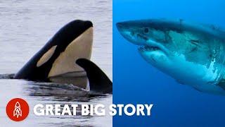 A Deep Dive Into the Lives of Sharks and Whales