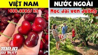 Những Loại Quả Có Giá RẺ NHƯ CHO Ở Nước Ngoài Nhưng Lại Vô Cùng ĐẮT GIÁ Tại Việt Nam ➤ Top 10 Thú Vị