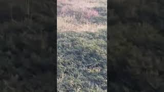 Best hunting part 3 english pointer dog best point top 10 the best