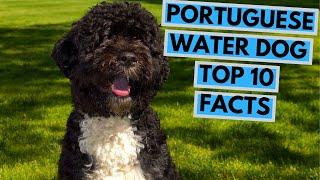 Portuguese Water Dog - TOP 10 Interesting Facts