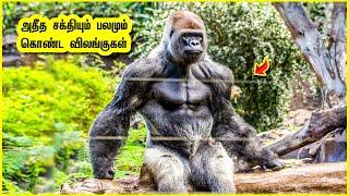 பயங்கர சக்தி படைத்த 10 அசுர விலங்குகள் | Top 10 Strongest Animal