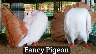 Top Exotic Most Beautiful Amazing Fancy Pigeon In The World || Fantail Pigeon & Mukke Pigeon ||