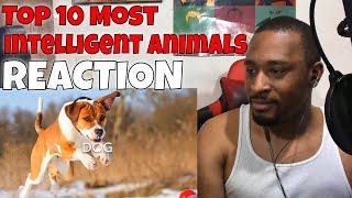 Top 10 - Most Intelligent Animals REACTION | DaVinci REACTS