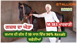 देखो गजब का घोड़ा है ये Marwari Horse(Sheru) | Shahpini Rajasthan | ilti Lana TV |