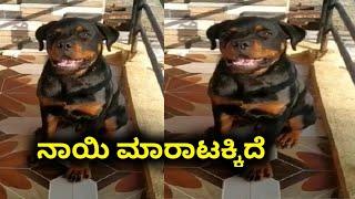 dog for sale || 9900448856 || dog market in Karnataka || in Kannada ||