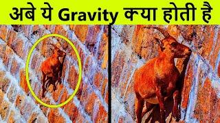 10 अद्भुत जीव जिनमे है सुपर पावर | Top 10 animals with unbelievable skills