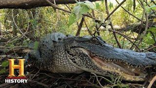 Swamp People: TROY CATCHES GIANT GATOR WITH OLD SCHOOL BAIT (Season 11) | History