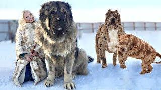 These Are 10 Best Cold Weather Dog Breeds