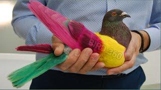 top 10 fancy pigeons | beautiful pigeons videos | fancy pigeon price 2020