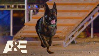 America’s Top Dog: Live PD K-9 Dax vs. Team Falco (Season 1) | A&E