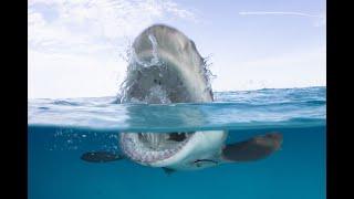 10 SHOCKING Places Shark Attack Happens the Most