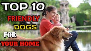 TOP 10 FRIENDLY DOGS BREED FOR YOUR HOME |Dog Information |Popular Dog's|10 Friendly Dog Breed|