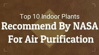 TOP 10 Indoor and air purification plants Recommend by NASA