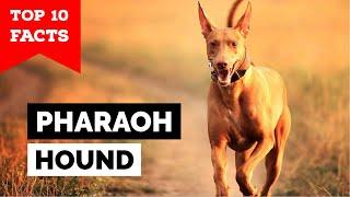 Pharaoh Hound - Top 10 Facts