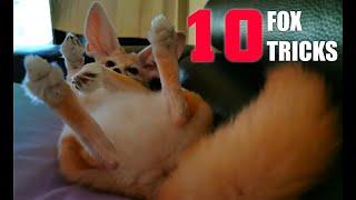 Top 10 Amazing Cute Dog Tricks To Teach Your FOX!