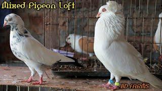 Top Most beautiful Amazing Unique Indoor Pigeon Loft in The World || Fancy  Desi Pigeons Farm ||