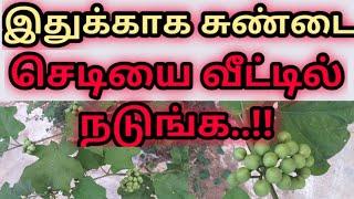 இதுக்காக சுண்டைக்காய் செடியை வீட்டில் நடுங்க..!! Plant Turkey Berry at home for this reason..!!