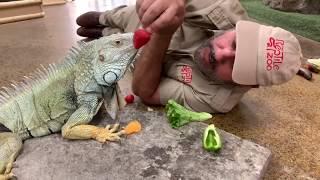 Playing Fetch with Your Pet Iguana