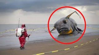 10 Strangest Things Washed Ashore