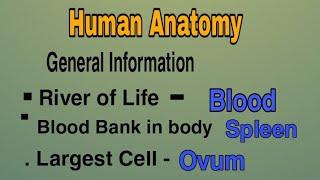 Human anatomy general information. HAP notes . Pharmacy notes. Top 20 questions. Adl Pharmacy.2021.