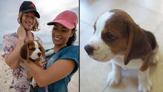 Cutest Puppy Beagle meets his new parents !!