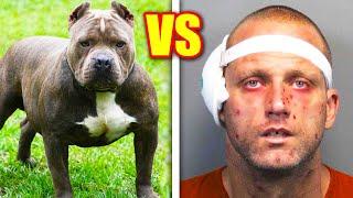 Top 10 PETS Who STOPPED THIEVES!