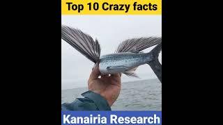 उड़ने वाली fish 