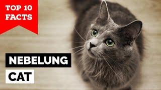 Nebelung Cat - Top 10 Facts