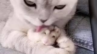 Funny animals #funnycats #kute #kitten #pets