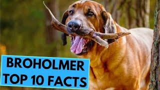 Broholmer - TOP 10 Interesting Facts