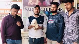 Happy customer day Top Quality Golden Retriever Puppy #sardarjiFarms 100% Pure Chhattisgarh Bhilai