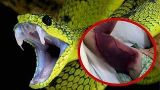 TOP 10 MOST DANGEROUS ANIMALS ON EARTH NUMBER 1 WILL SHOCK YOU!!