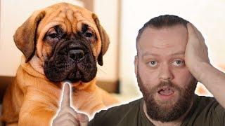 What's the BEST Guard Dog Breed FOR YOU! #9