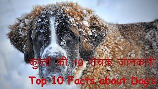 Top 10 Facts About Dogs // Must Watch // By Research Talk Show