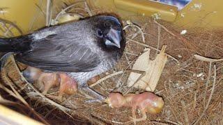 How to foster using society finches