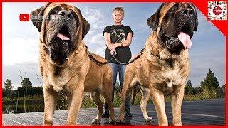 TOP 10 BIGGEST DOGS THAT ARE ANOTHER LEVEL