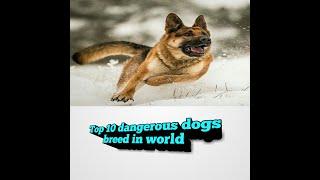 Most dangerous dog breeds in world(2020)||Top 10 most dangerous dogs||most attacking dogs