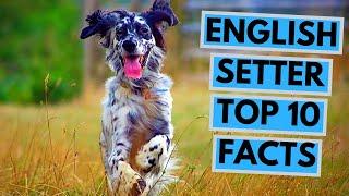 English Setter - TOP 10 Interesting Facts