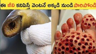 ఈ జీవి మీకు కనిపిస్తే వెంటనే పారిపోండి||Top11 Interesting Unknown Facts||Telugu Facts