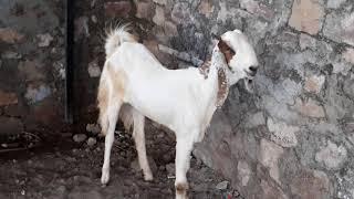 Top Quality 10 month 35 kg Fimale For sale 13500   9694471918