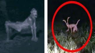 10 SCARY Encounters with Mysterious Creatures