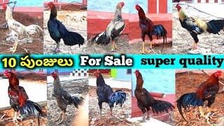 Top 10 Roosters for sale || 7095816822 || Jathi Kolla pempakam in Andhra Pradesh || in Telugu ||