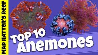 Top 10 Sea Anemones