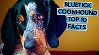 Bluetick Coonhound - TOP 10 Interesting Facts