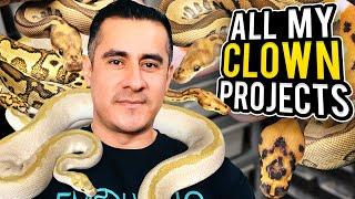 You Won’t Believe These Snakes!!! Rare Ball Python Projects