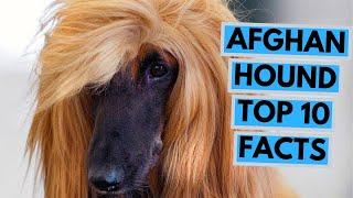 Afghan Hound - TOP 10 Interesting Facts