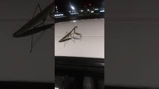 Guy Freaks Out as Praying Mantis Slips Off the Top of his Car - 1136072