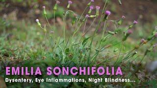 Emilia Sonchifolia: Treating Eye Inflammations, Night Blindness, Cuts And Wounds| TOP 10 Indian Herb