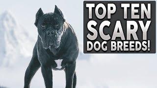 Top 10 SCARIEST Guard Dog Breeds!