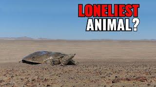 Top 10 LONELIEST Animals In The World!
